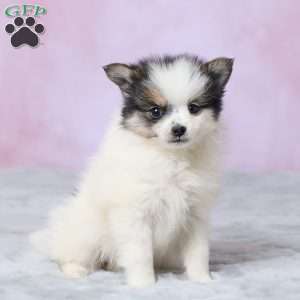 Sandy, Pomeranian Puppy